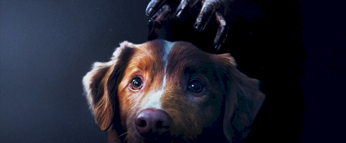 “good-boy”:-el-fenomeno-viral-del-terror-llega-a-los-cines-espanoles-el-17-de-octubre